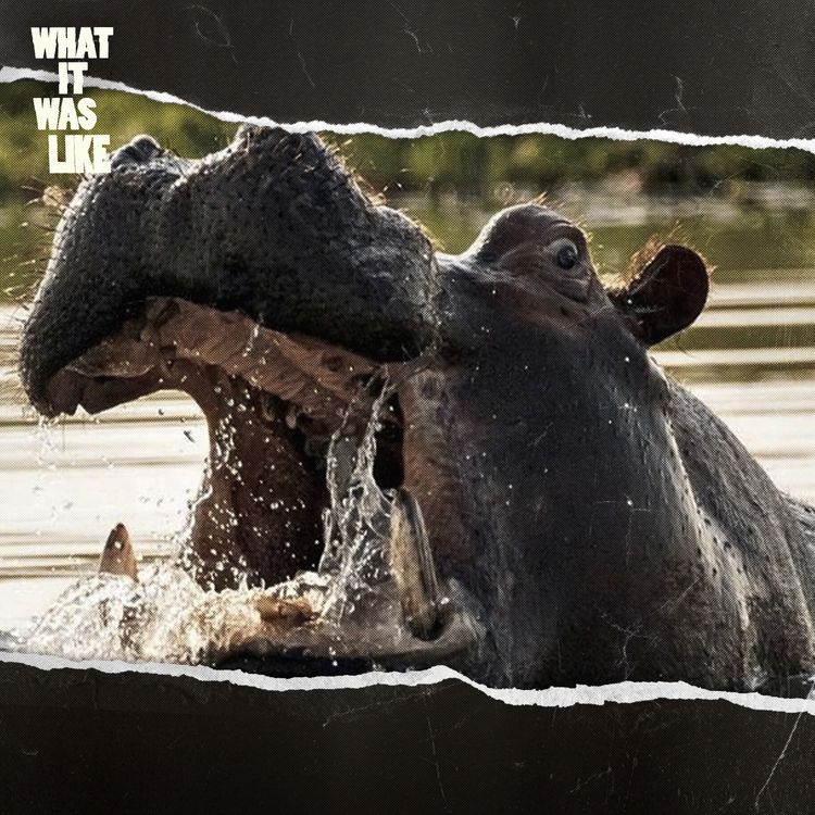 cover art for I Got Eaten By a Hippopotamus